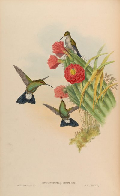 Hypuroptila buffonii - John Gould